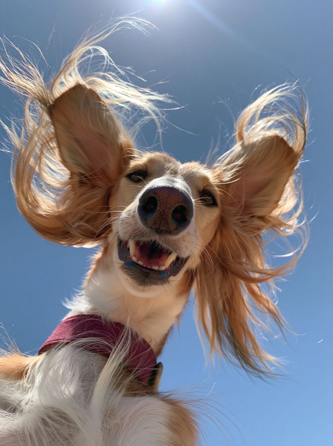 Saluki dog mid-run